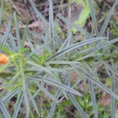 Xerochrysum viscosum at Carwoola, NSW - 2 Dec 2021