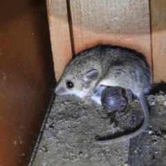 Sminthopsis murina (Common Dunnart) at Carwoola, NSW - 2 Dec 2021 by Liam.m