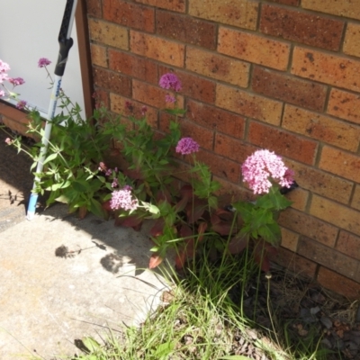 Centranthus ruber (Red Valerian, Kiss-me-quick, Jupiter's Beard) at Carwoola, NSW - 4 Dec 2021 by Liam.m