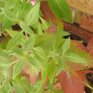 Centranthus ruber at Carwoola, NSW - suppressed