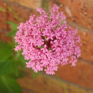 Centranthus ruber at Carwoola, NSW - suppressed