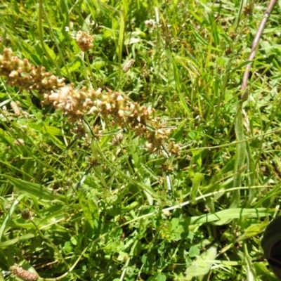 Gamochaeta americana (American Everlasting) at Carwoola, NSW - 3 Dec 2021 by Liam.m