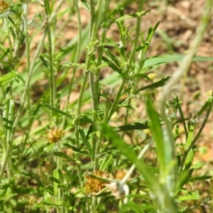 Euchiton involucratus at Carwoola, NSW - suppressed