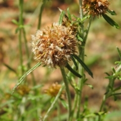 Euchiton involucratus at Carwoola, NSW - 4 Dec 2021