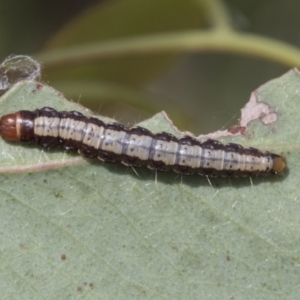 Agriophara sp. at Bruce, ACT - 11 Nov 2021