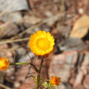 Xerochrysum viscosum at Carwoola, NSW - 4 Dec 2021