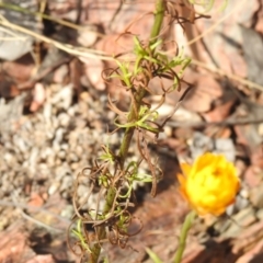 Xerochrysum viscosum at Carwoola, NSW - 4 Dec 2021