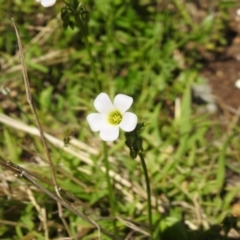 Oxalis incarnata (Pale Wood-sorrel) at Carwoola, NSW - 3 Dec 2021 by Liam.m