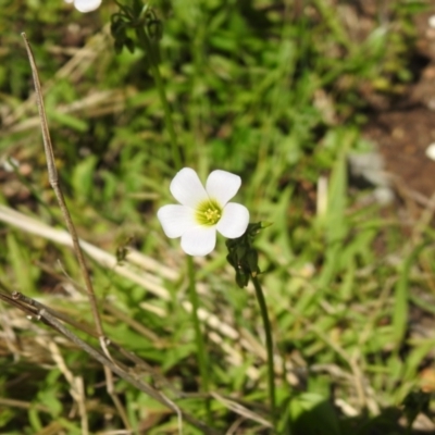 Oxalis incarnata (Pale Wood-sorrel) at Carwoola, NSW - 3 Dec 2021 by Liam.m