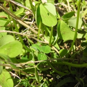 Oxalis incarnata at Carwoola, NSW - 4 Dec 2021