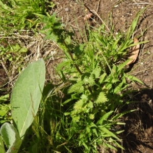 Urtica incisa at Carwoola, NSW - suppressed