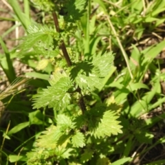 Urtica incisa at Carwoola, NSW - suppressed