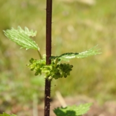 Urtica incisa at Carwoola, NSW - suppressed