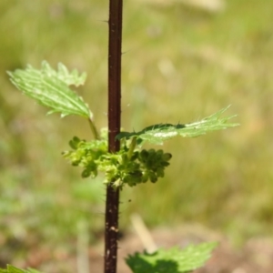 Urtica incisa at Carwoola, NSW - suppressed