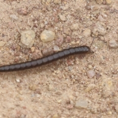 Diplopoda (class) (Unidentified millipede) at The Pinnacle - 19 Nov 2021 by AlisonMilton