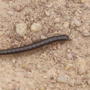 Diplopoda (class) at Molonglo Valley, ACT - 19 Nov 2021 03:56 PM