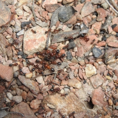 Melophorus sp. (genus) (Furnace ant) at Carwoola, NSW - 4 Dec 2021 by Liam.m
