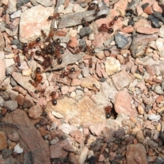 Melophorus sp. (genus) at Carwoola, NSW - 4 Dec 2021