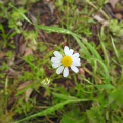 Chamaemelum nobile (Chamomile Daisy) at Carwoola, NSW - 4 Dec 2021 by Liam.m