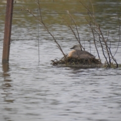 Poliocephalus poliocephalus (Hoary-headed Grebe) at Bungendore, NSW - 4 Dec 2021 by Liam.m