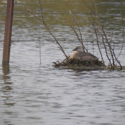 Poliocephalus poliocephalus (Hoary-headed Grebe) at Bungendore, NSW - 4 Dec 2021 by Liam.m