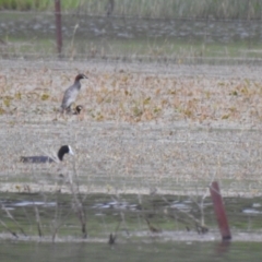 Tachybaptus novaehollandiae (Australasian Grebe) at Bungendore, NSW - 4 Dec 2021 by Liam.m