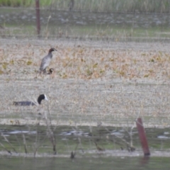 Tachybaptus novaehollandiae (Australasian Grebe) at Bungendore, NSW - 4 Dec 2021 by Liam.m