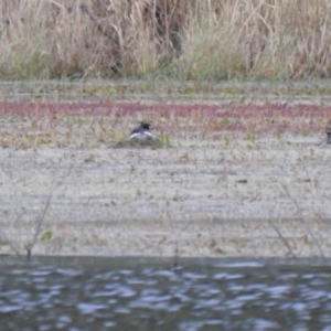 Tachybaptus novaehollandiae at Bungendore, NSW - suppressed