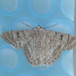 Crypsiphona ocultaria at Carwoola, NSW - 28 Nov 2021