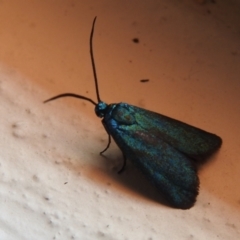 Pollanisus (genus) (A Forester Moth) at Carwoola, NSW - 4 Dec 2021 by Liam.m