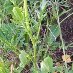 Barbarea verna at Greenway, ACT - 17 Oct 2021 06:56 PM