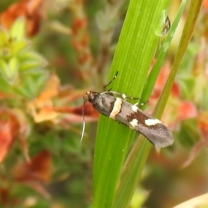 Macrobathra (genus) at Carwoola, NSW - 4 Dec 2021