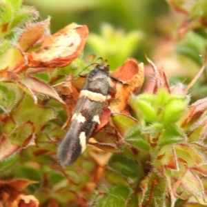 Macrobathra (genus) at Carwoola, NSW - 4 Dec 2021