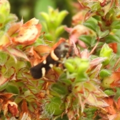 Macrobathra (genus) at Carwoola, NSW - 4 Dec 2021