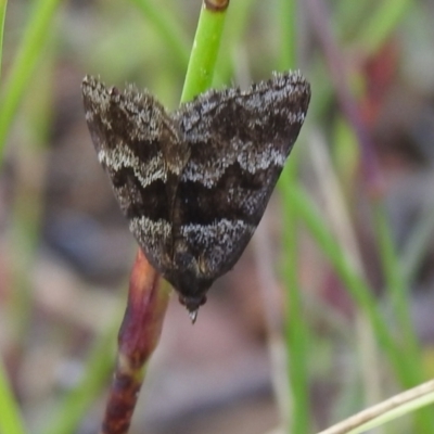 Dichromodes ainaria (A geometer or looper moth) at QPRC LGA - 1 Dec 2021 by Liam.m