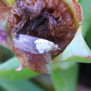 Epiphyas postvittana at Carwoola, NSW - suppressed