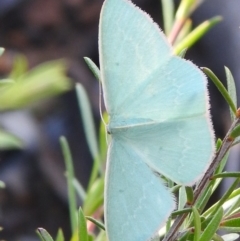 Chlorocoma (genus) at Carwoola, NSW - 1 Dec 2021