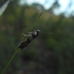 Macrobathra desmotoma at Carwoola, NSW - 1 Dec 2021