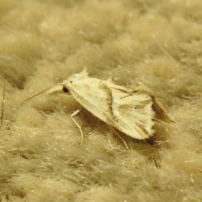 Heliocosma argyroleuca (A tortrix or leafroller moth) at Carwoola, NSW - 2 Dec 2021 by Liam.m
