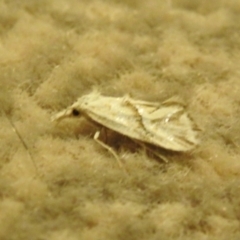 Heliocosma argyroleuca at Carwoola, NSW - 2 Dec 2021