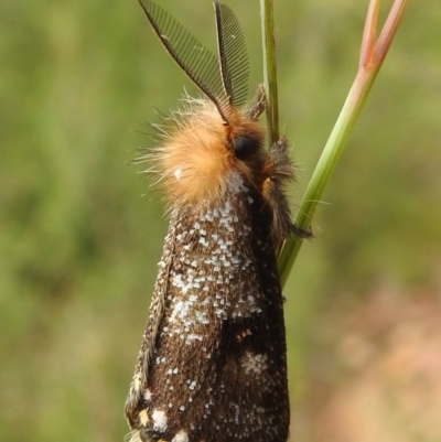 Epicoma (genus) (Unidentified Prominent moth) at Carwoola, NSW - 3 Dec 2021 by Liam.m