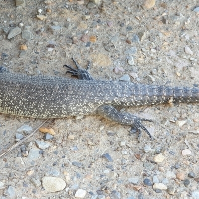 Egernia cunninghami (Cunningham's Skink) at Frogmore, NSW - 4 Dec 2021 by drakes