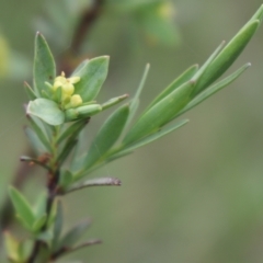 Pimelea pauciflora at Cotter River, ACT - 4 Dec 2021