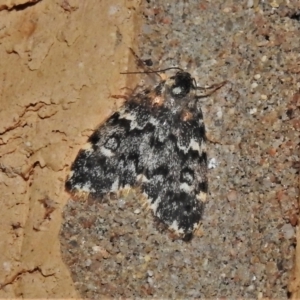 Halone coryphoea at Wanniassa, ACT - 4 Dec 2021 09:37 PM