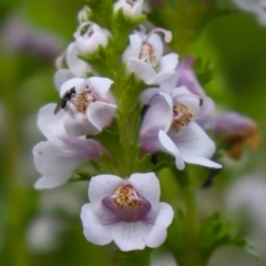 Euphrasia collina subsp. paludosa at Cotter River, ACT - 4 Dec 2021