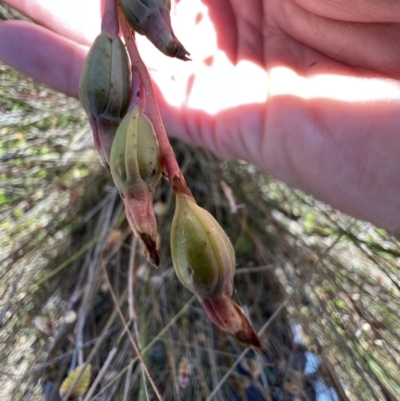 Thelymitra (genus) (sun orchids) at Murrumbateman, NSW - 4 Dec 2021 by SimoneC