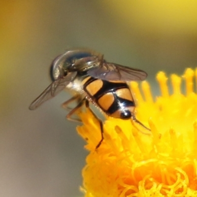 Melangyna viridiceps (Hover fly) at Fadden, ACT - 4 Dec 2021 by RodDeb