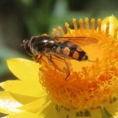 Melangyna viridiceps at Fadden, ACT - 4 Dec 2021