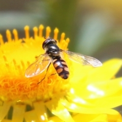 Melangyna viridiceps at Fadden, ACT - 4 Dec 2021