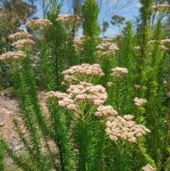 Cassinia aculeata subsp. aculeata (Dolly Bush, Common Cassinia, Dogwood) at Corang, NSW - 3 Dec 2021 by LeonieWood